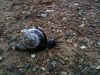 snails pace