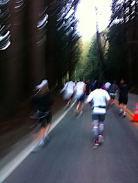 Run thru the Redwoods