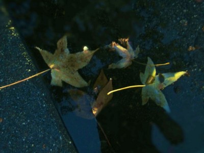 waterlogged-leaves-400x300.jpg