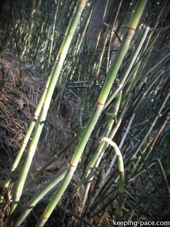 Horsetail Reeds