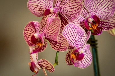 birthday orchids